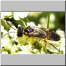 Tenthredo zonula - Blattwespe 09.jpg